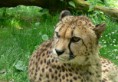 gepard